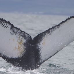 Fluke of Zebra