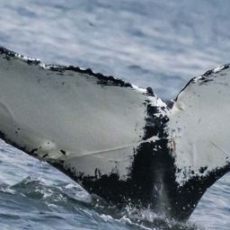 Fluke of Littlespot