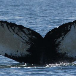 Fluke of Chevron