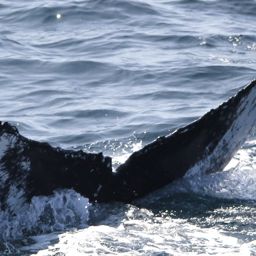 Fluke of HW-MN0102521