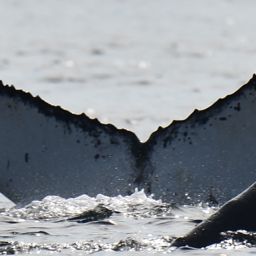 Fluke of CRC-20577