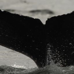 Fluke of HW-MN0401320