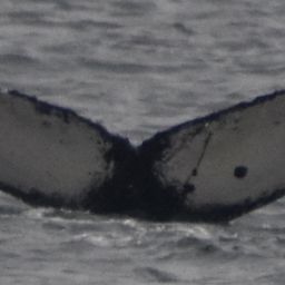 Fluke of SEAK-5514