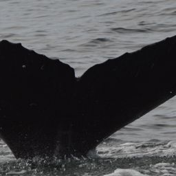Fluke of SEAK-5490