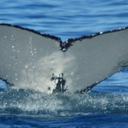 Fluke of BOOMERANG