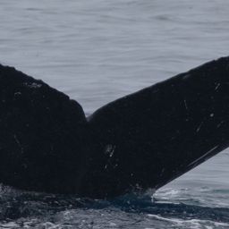 Fluke of HW-MN0443396