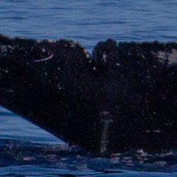 Fluke of HW-MN0443397