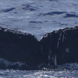 Fluke of HW-MN0443401