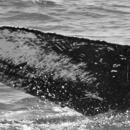 Fluke of CRC-17158