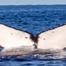 Fluke of HW-MN0443430