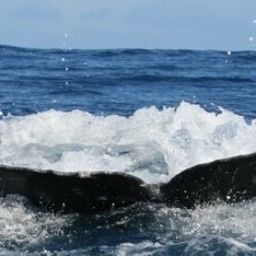 Fluke of HW-MN0443435