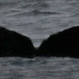 Fluke of HW-MN0443436