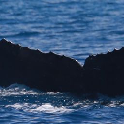 Fluke of HW-MN0443447