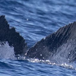 Fluke of HW-MN0443450