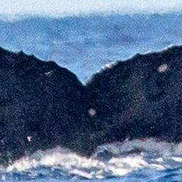 Fluke of HW-MN0443452