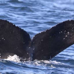 Fluke of CRC-19874