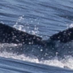 Fluke of CRC-19873