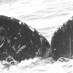 Fluke of Mustang