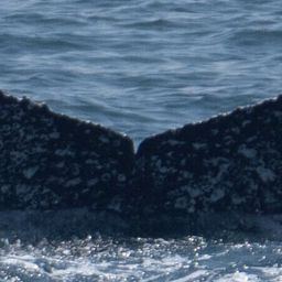 Fluke of CRC-19858