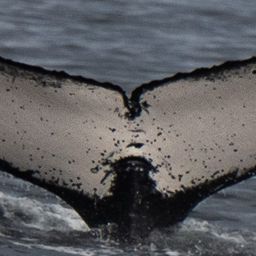 Fluke of CRC-19855