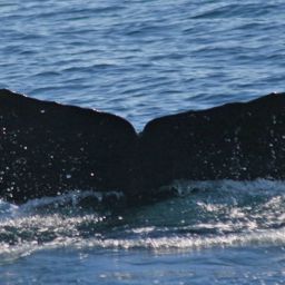 Fluke of CRC-16239
