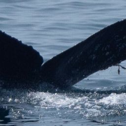 Fluke of CRC-19853