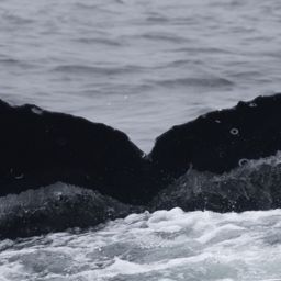 Fluke of CRC-19849