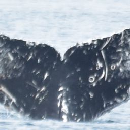 Fluke of CRC-13647