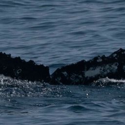 Fluke of CRC-19846