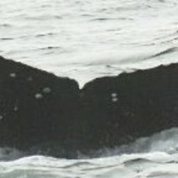Fluke of CRC-19843