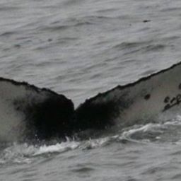 Fluke of CRC-19842