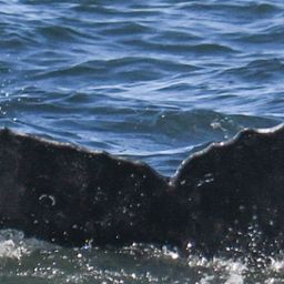 Fluke of CRC-19838