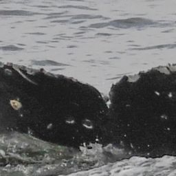 Fluke of CRC-19837