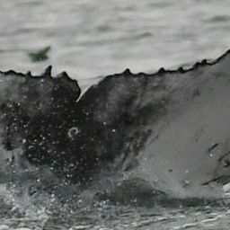 Fluke of Augustin
