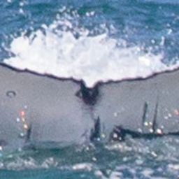 Fluke of CRC-19835