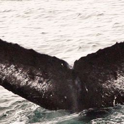 Fluke of CRC-12457