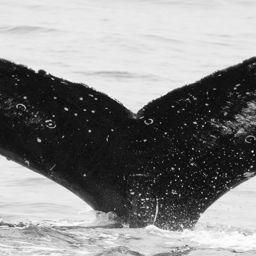 Fluke of CRC-17019