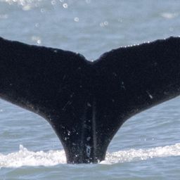 Fluke of Yakima