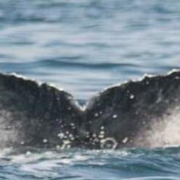 Fluke of Kelpie
