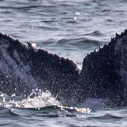 Fluke of CRC-19821