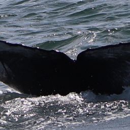 Fluke of Malachite