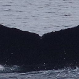 Fluke of CRC-19815