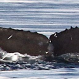 Fluke of NEKIXI¸ḴEN