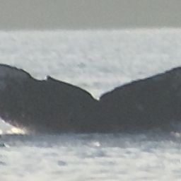 Fluke of HW-MN0510528
