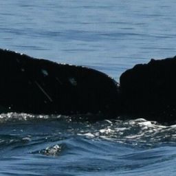 Fluke of CRC-21366