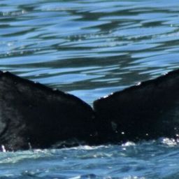 Fluke of CRC-20583