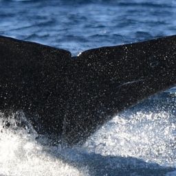 Fluke of CRC-22440