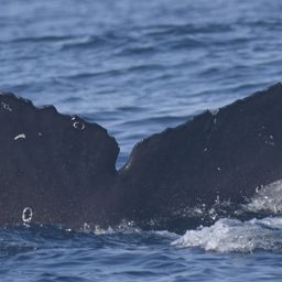 Fluke of HW-MN0522753