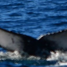 Fluke of HW-MN0522760
