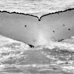 Fluke of SPWRC-TGVA9602